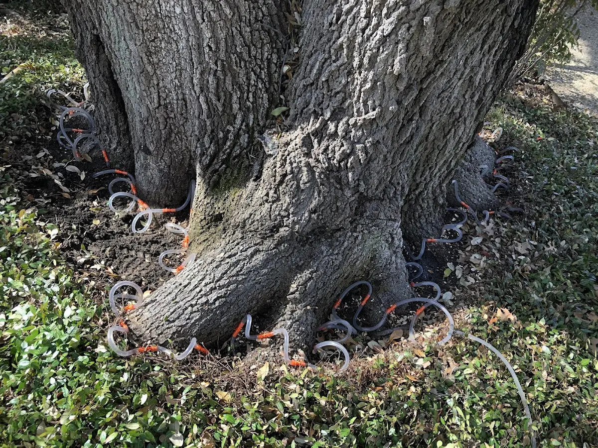 Detailed Tree Cabling and Bracing job site in North Henderson