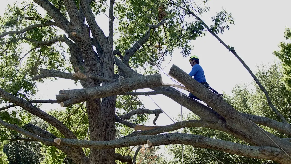 Professional Hazardous Tree Removal performed by certified arborists in North Henderson