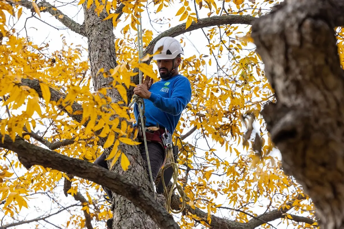 Skilled Tree Trimming crew working in North Henderson