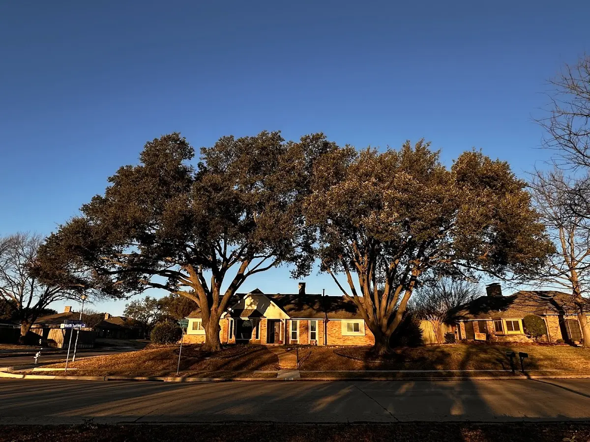 Established residential canopy tree shading a home in North Henderson